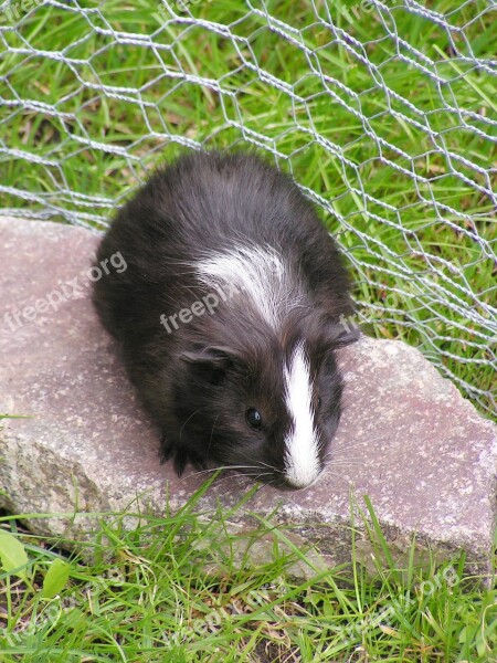 Guinea-pig Black Female Cub Baldness