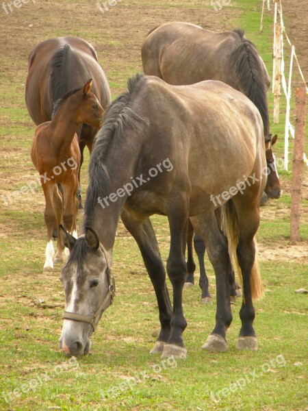 Horses Group Herd Foal Range