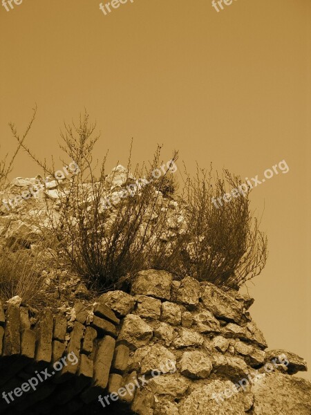 Castle Wall Weed Plants Ruins