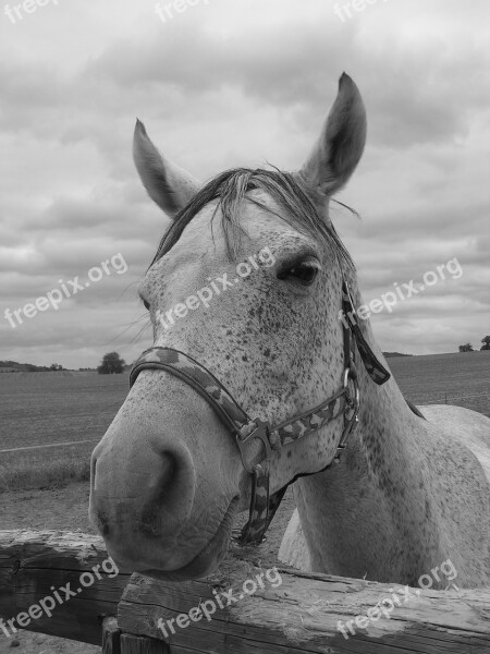 Horse Portrait Black And White Head Halter