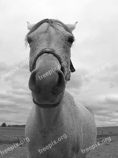 Horse Portrait Black And White Head Snout