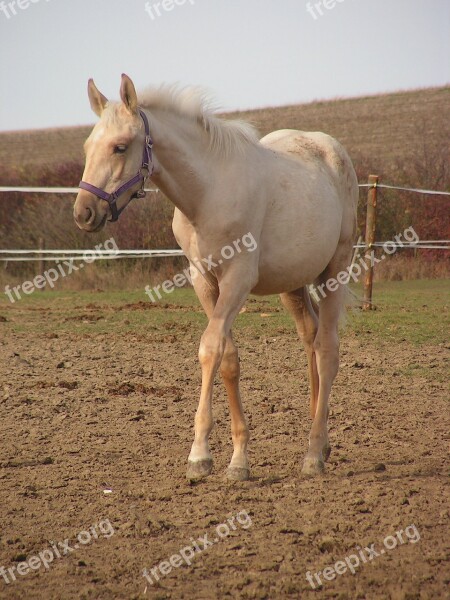 Foal Horse Gold Halter Pen