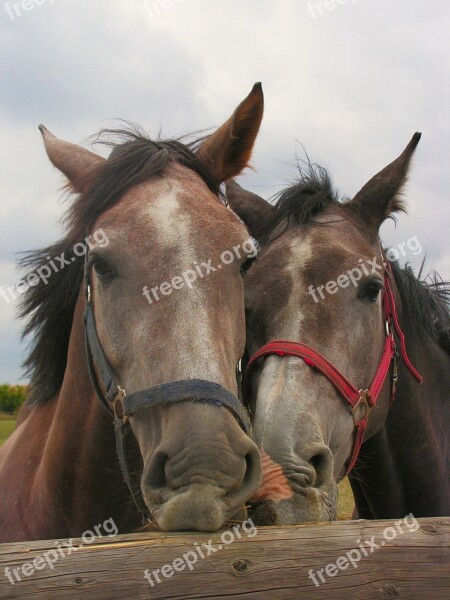 Horses Horse Pen Portrait Head