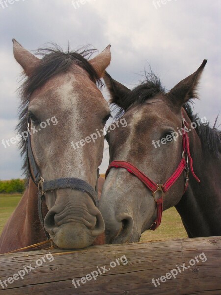 Horses Horse Pen Portrait Head