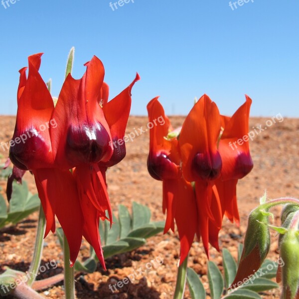 Pilbara Flowers Wildflowers Stuart Dessert Pea Flowers Red