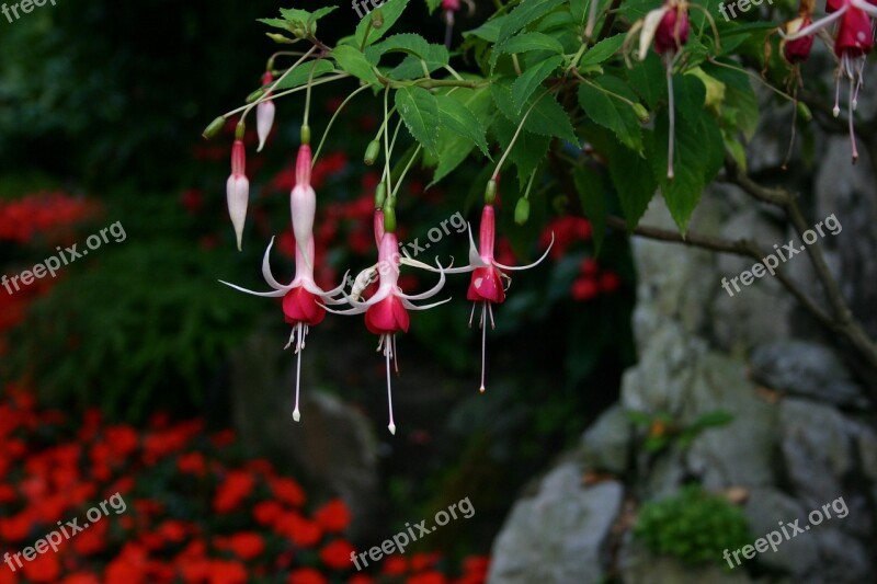 Fuchsia Garden Flowers Blossom Flora