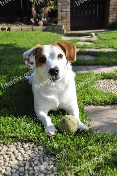 Jack Russel Dog Pet Ball Terrier