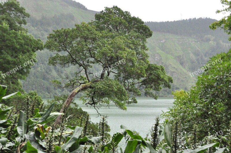 Sao Miguel Azores Tree Island Water