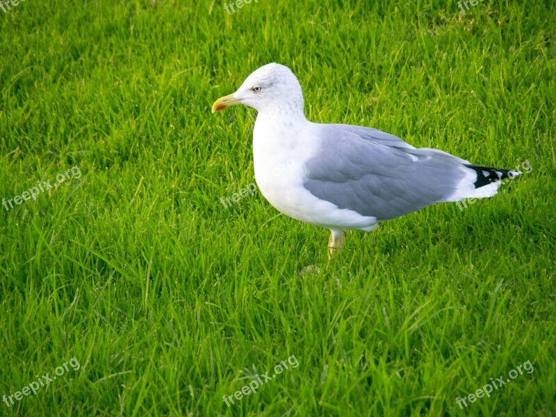 Seagull Bird Garden Grass Free Photos