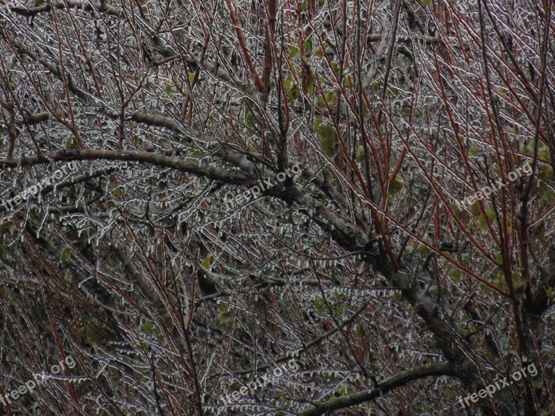 Frozen Branches Tree Autumn In The Morning Free Photos