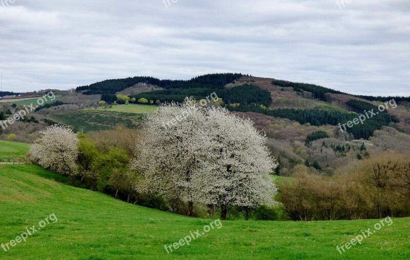 Blossom Tree Bloom Spring Luxembourg