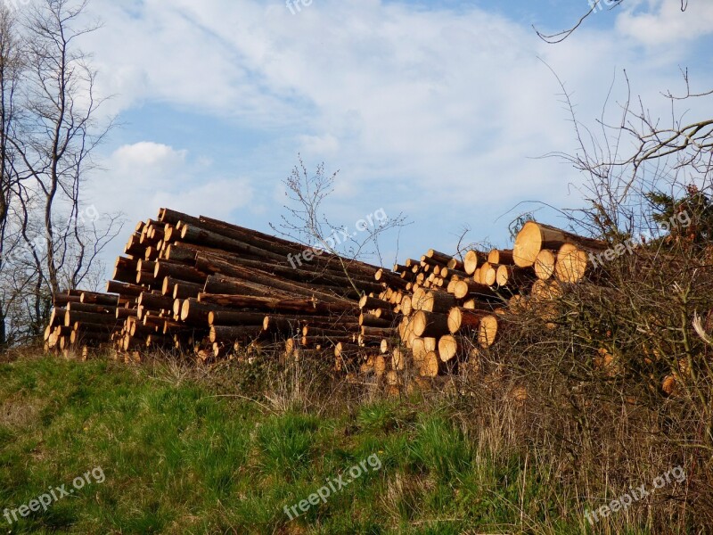 Trunks Timber Forest Serrated Free Photos