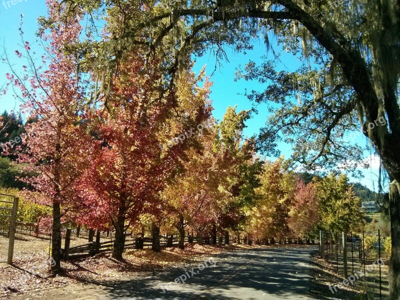 Fall Road Tree Orange Leaves