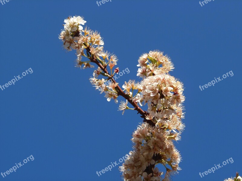 Pear Blossom Flowers Peral Sky Fruit