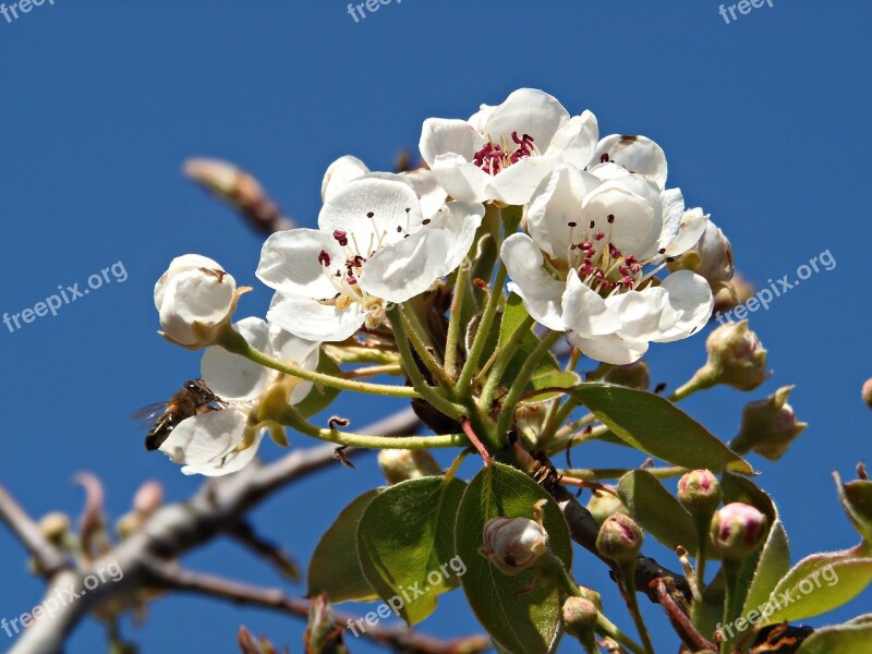 Almond Flower Flowers Field Sky Almond Tree