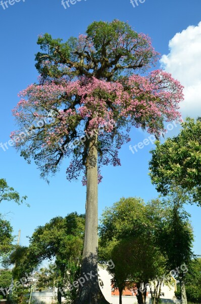 Paineira Flowering Ceiba Speciosa Curitiba Paraná Free Photos