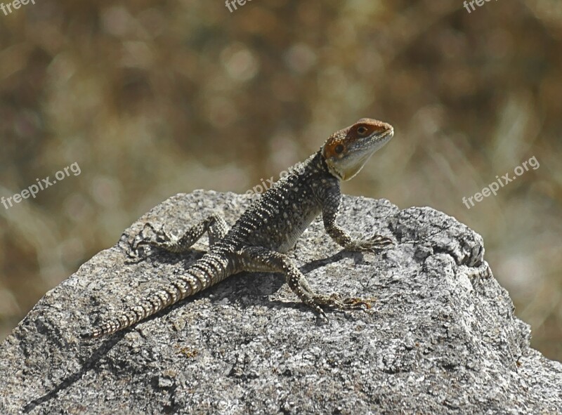 Lizard Reptile Wild Animal Wildlife