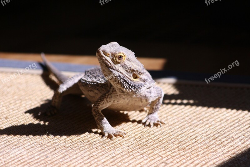 Lizard Bearded Dragon Reptile Free Photos