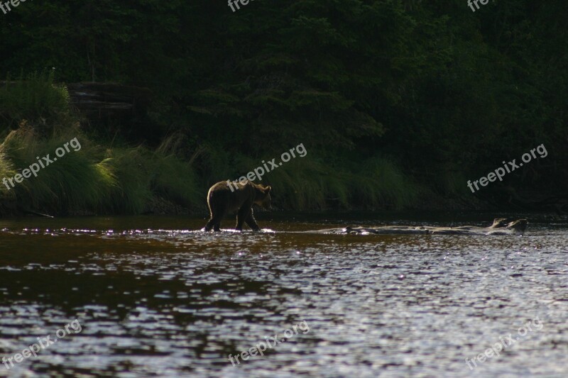 Bear Grizzly Grizzly Bear Wilderness Wildlife