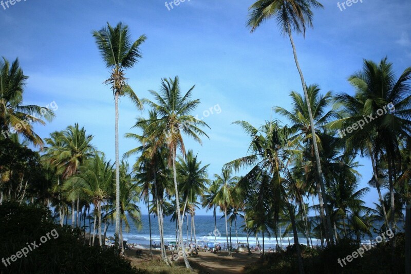 Beach Mar Coconut Trees Cottage Bahia