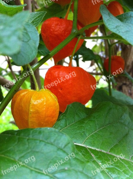 Lampion Plants Edible Red Blossom