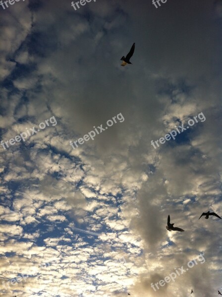 Air Seagull Clouds Birds Free Photos