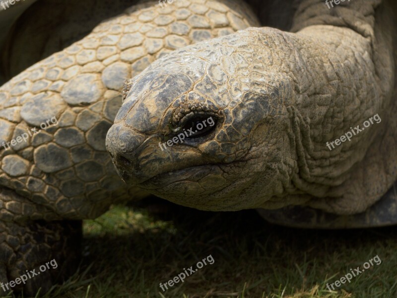 Giant Tortoise Tortoise Wildlife Endangered Herbivore