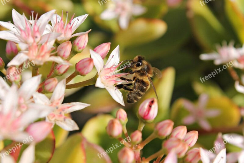 Bee Flower Macro Wildlife Colorful