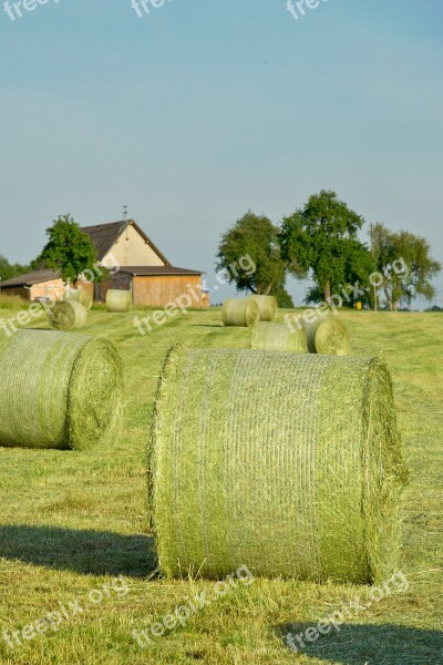 Hay Bales Straw Hay Agriculture Straw Bales