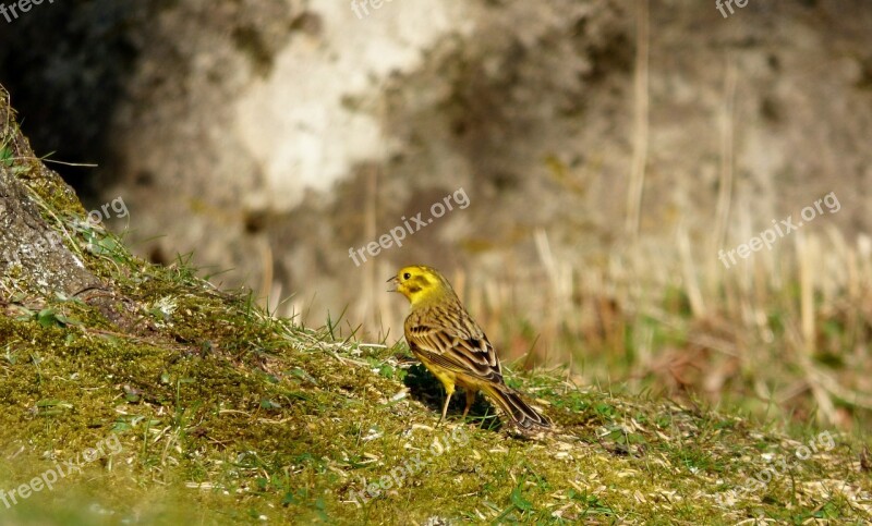 Yellowhammer Bird Yellow Bird Garden Free Photos