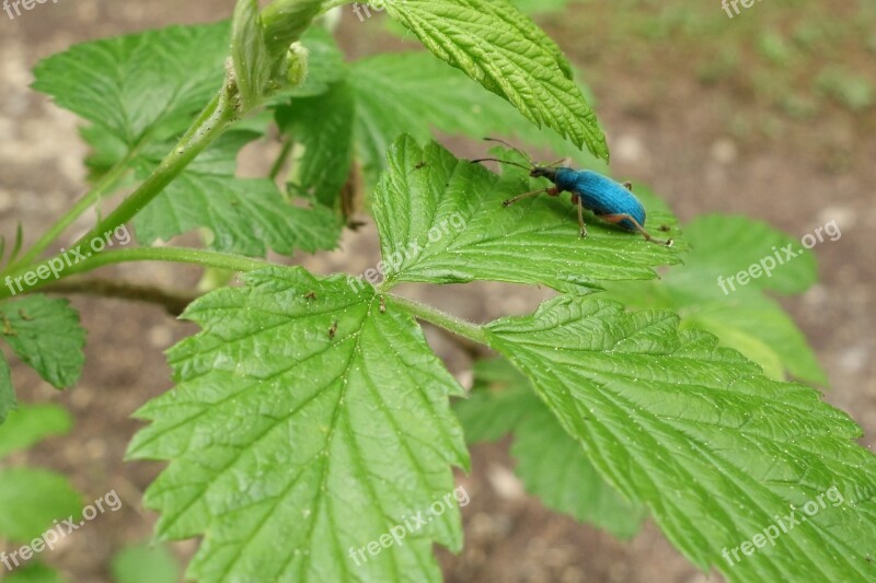 Stinging Nettle Beetle Macro Insect Animal