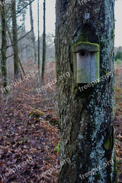 Aviary Tree Forest Nature Bird