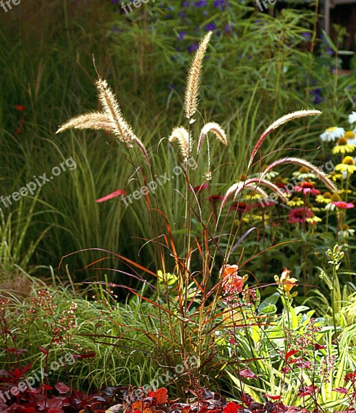 Ornamental Grass Plants Nature Autumn Flowers