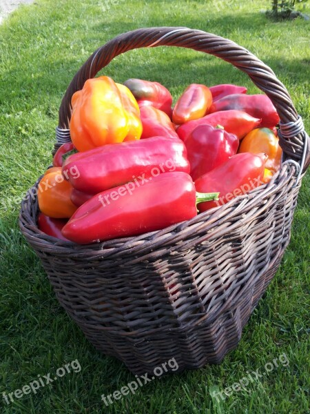 Pepper Vegetable Garden Basket Harvest Red Pepper