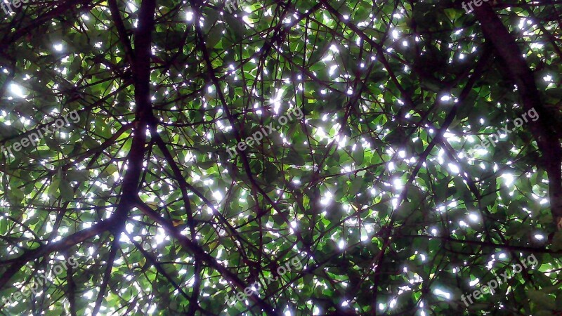 Tree Canopy Shade Nature Forest