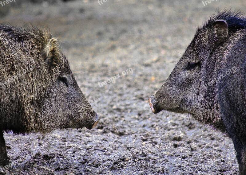 Hog Mammal Animal Boar Snout