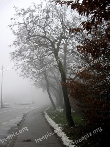 Misty Road Tree Winter Fog