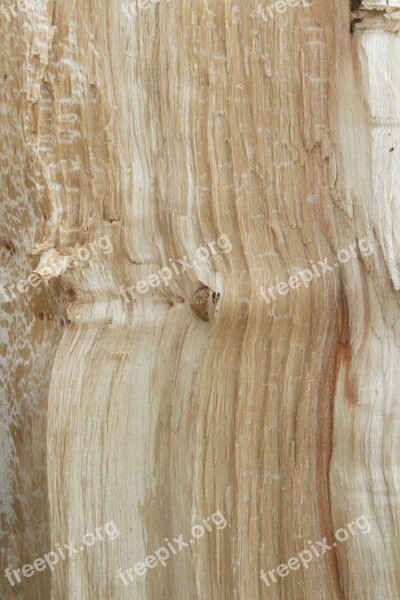 Wood Texture Tree The Background Background