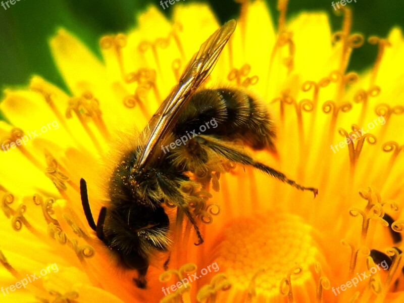 Dandelion Bee Flower Nature Spring