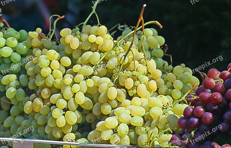 Grapes Group Bunches Of Grapes White Grapes Dark Grapes