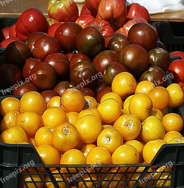 Tomatoes Agriculture The Cultivation Of Nature Food