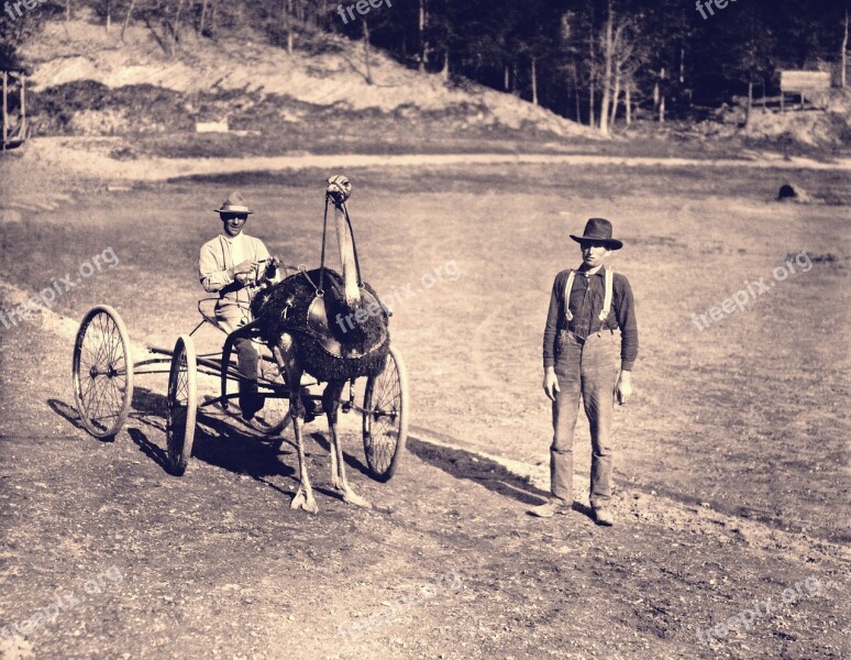 Ostrich Racing Harness Race Funny Humor