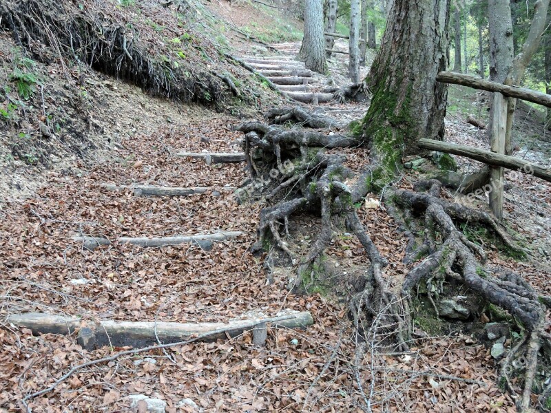 Staircase Forest Roots Wood Steps