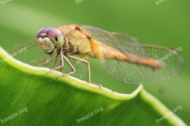 Dragonfly Insects Green Natural Wing