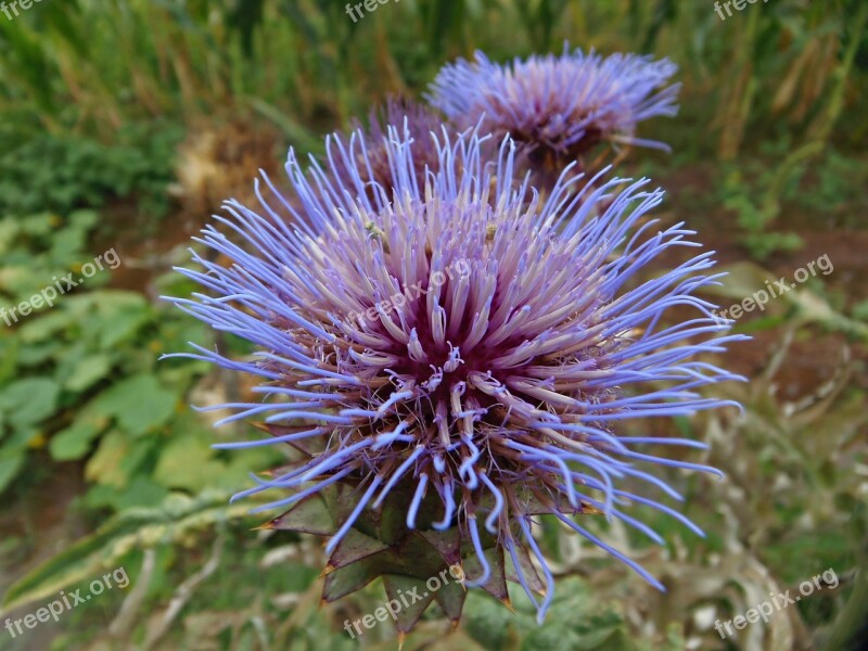 Thistle Vegetable Thorny Flower Nature