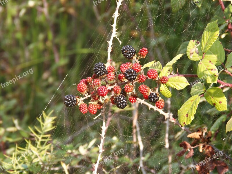 Blackberries Black And Red Fruit Wild Field