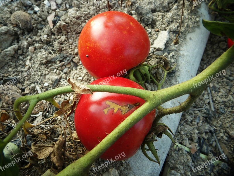 Tomato Garden Red Vegetables Fruit