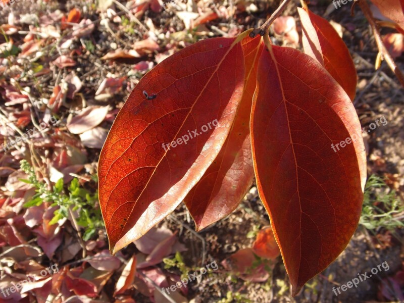 Leaves Autumn Autumn Leaves Nature Trees