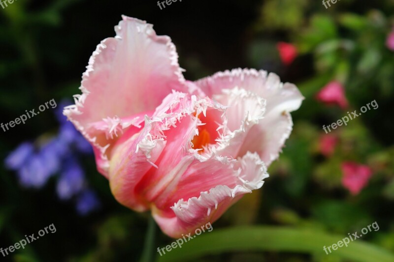 Flower Blossom Bloom Tulip Pink