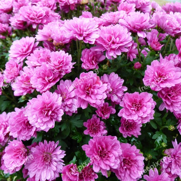 Chrysanthemum Bolchrysant Purple Autumn Flowers